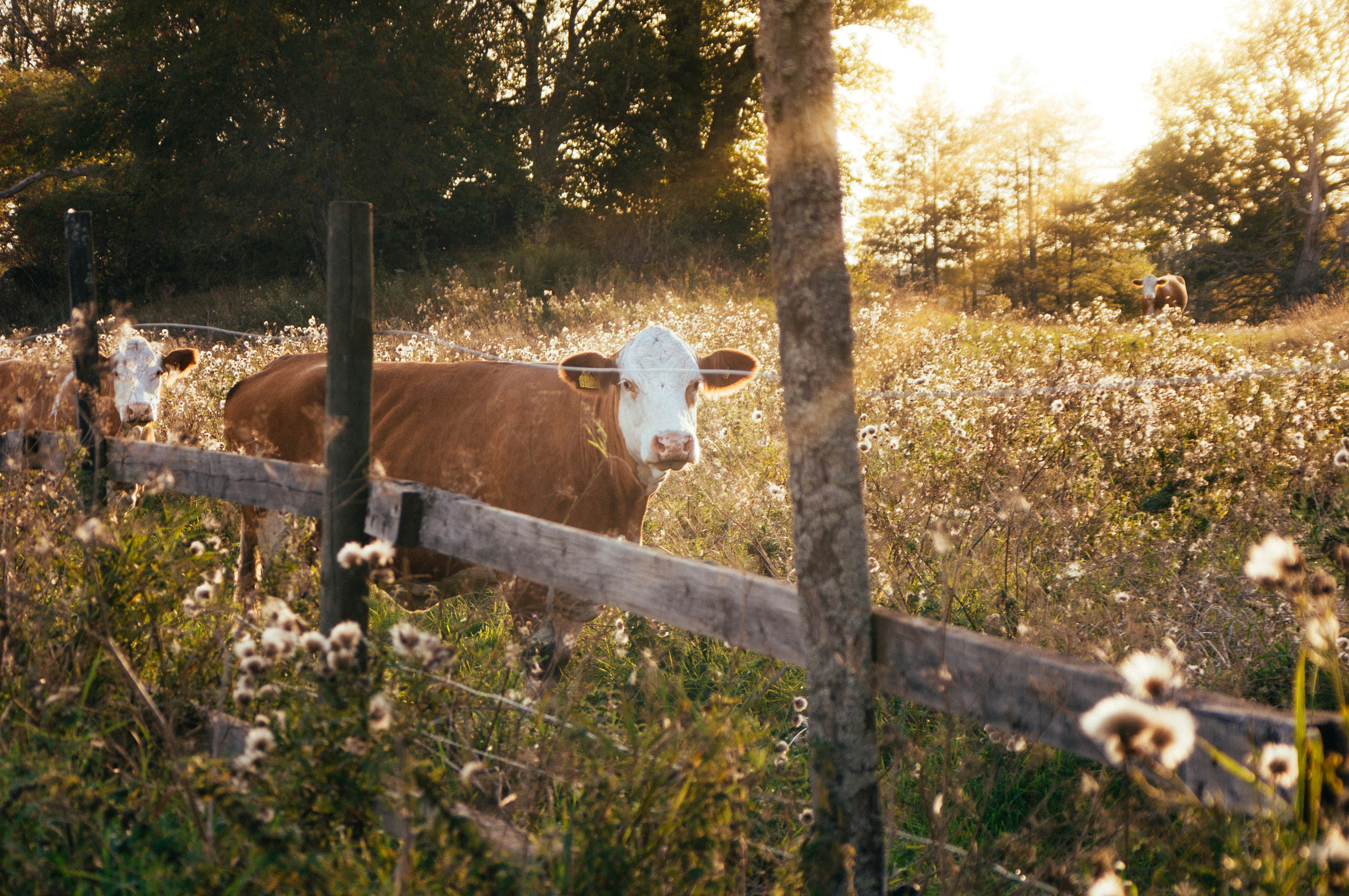 Veehouderij