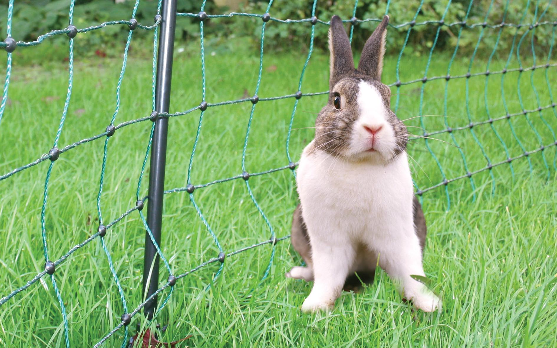 Losse paal voor groen konijnennet