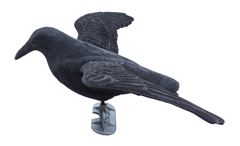 Gevleugelde nepkraai
