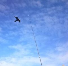 Birdscare Kite compleet, 7m
