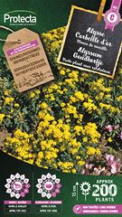 Alyssum Goudkorfje