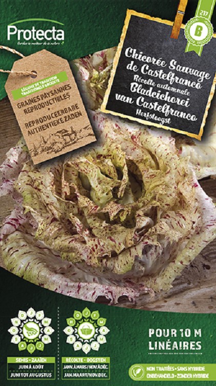 Bladcichorei van Castelfranco